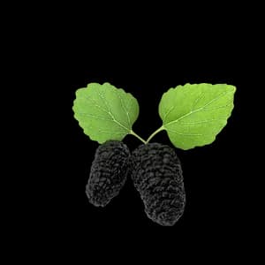 Bild Mulberry