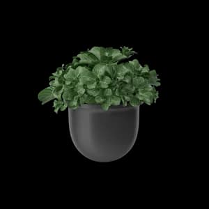 Bild Plant Pot